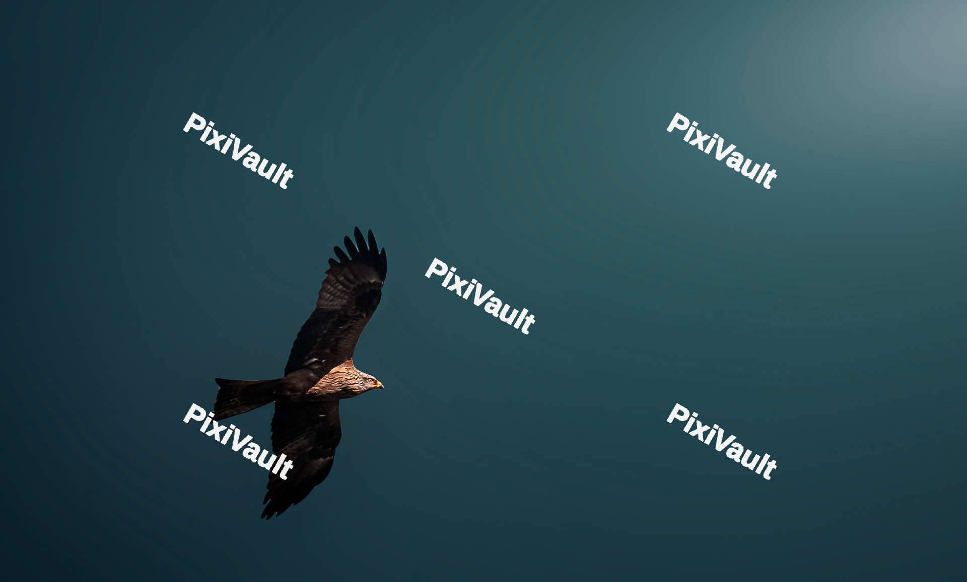 Black kite flying